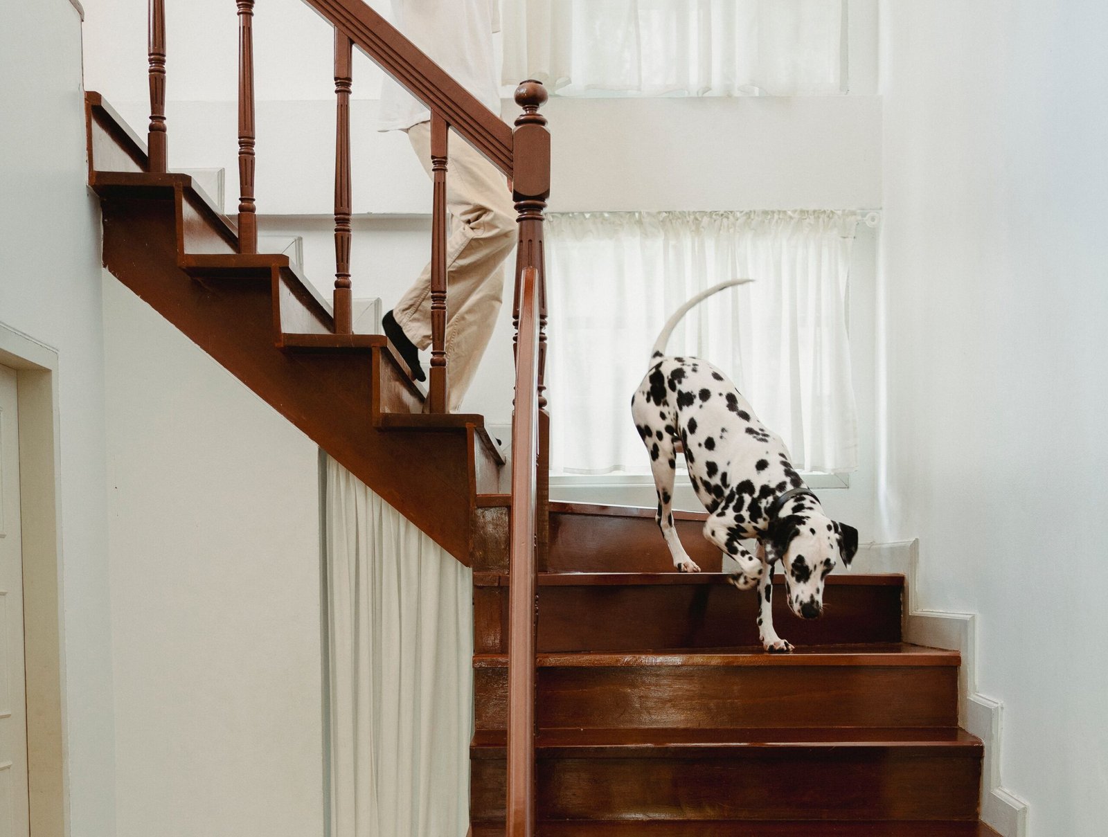 Photo d'un homme et d'un chien qui descendent l'escalier - Photo de couverture de l'article 1 - Réparer un escalier en bois qui craque sur la Rive-Sud - causes et solutions